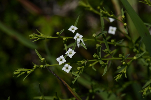 Thesium alpinum
