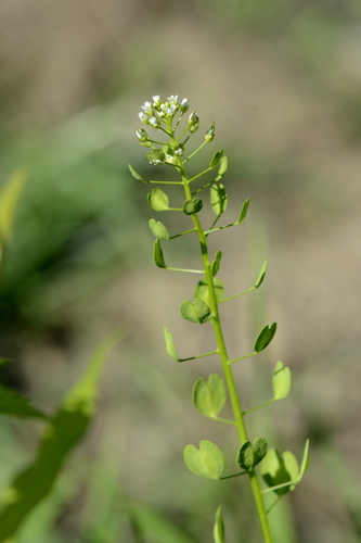 Thlaspi arvense