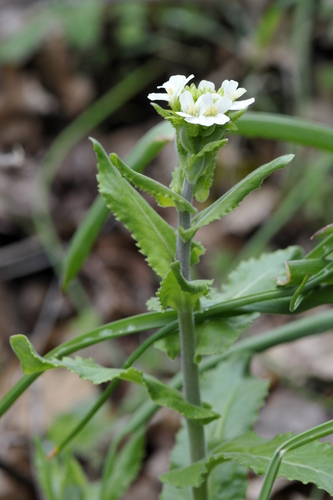 Thlaspi perfoliatum
