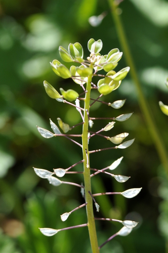 Thlaspi perfoliatum