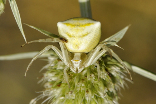 Thomisus onustus
