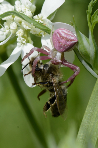 Thomisus onustus