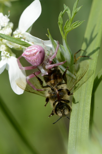 Thomisus onustus