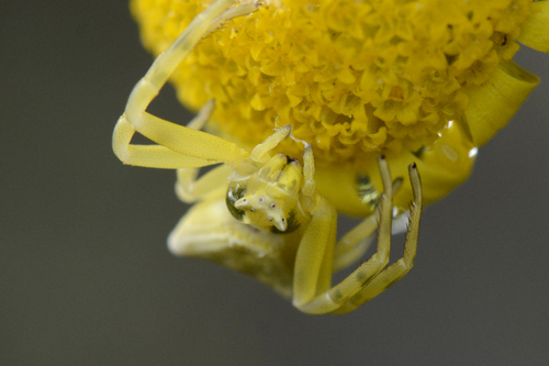 Thomisus onustus