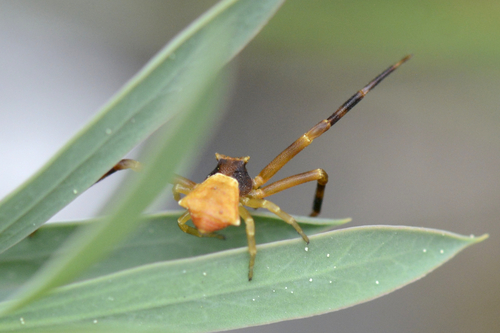 Thomisus onustus