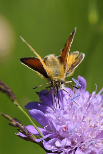 Thymelicus lineola