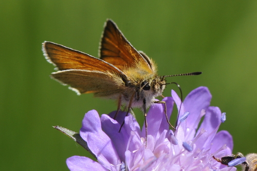 Thymelicus lineola