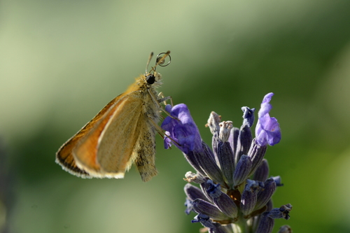 Thymelicus lineola