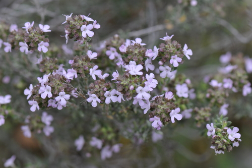 Thymus vulgaris