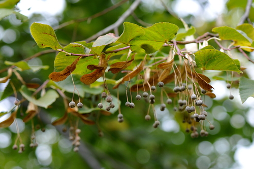 Tilia cordata