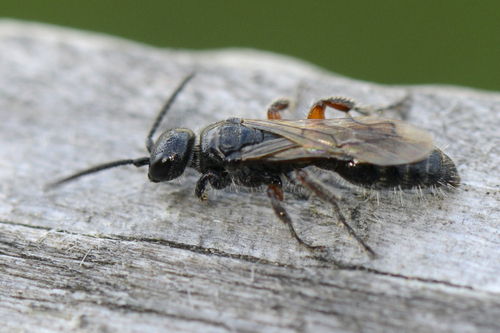 Tiphia femorata