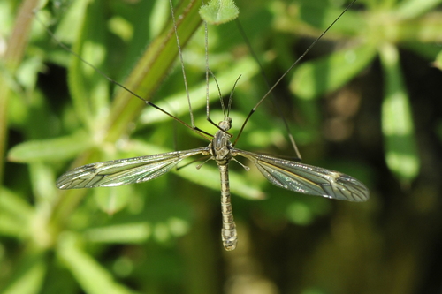Tipula lateralis Tipula lateralis