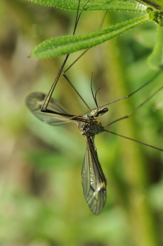 Tipula lateralis Tipula lateralis