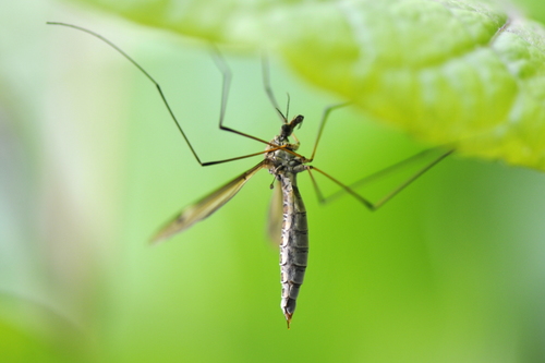 Tipula lateralis Tipula lateralis