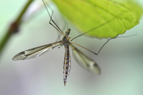 Tipula lateralis Tipula lateralis