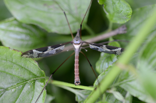 Tipula maxima