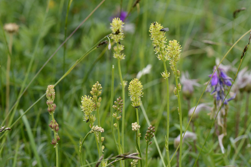 Tofieldia calyculata