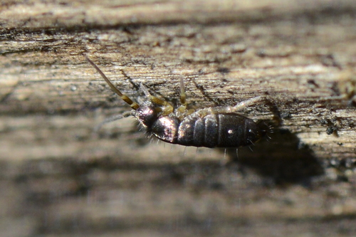Tomocerus