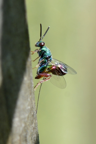 Torymus calcaratus