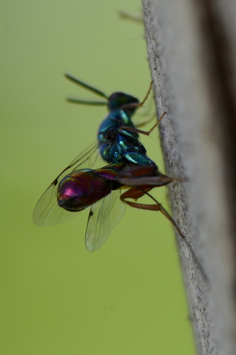 Torymus calcaratus