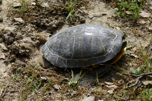 Trachemys scripta