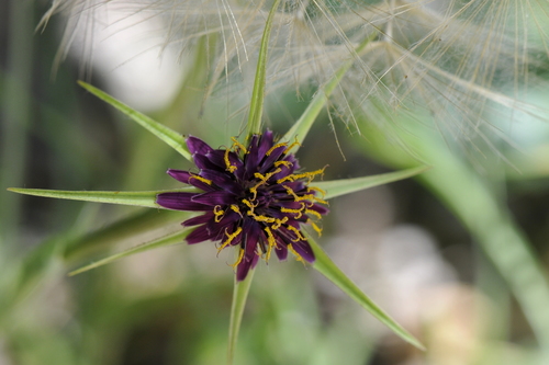 Tragopogon porrifolius