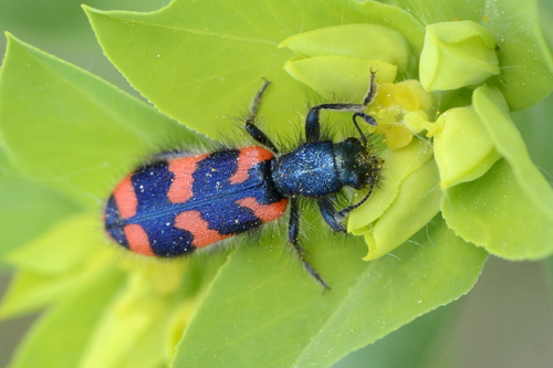 Trichodes alvearius