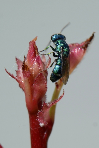Trichrysis cyanea