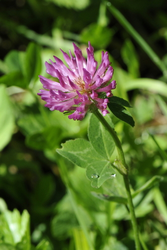 Trifolium pratense