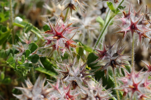 Trifolium stellatum