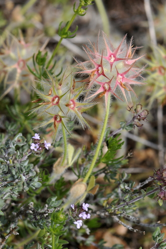 Trifolium stellatum