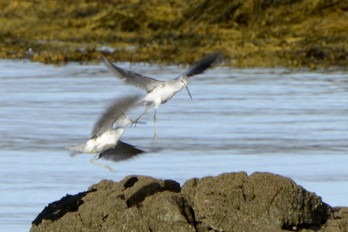Tringa nebularia
