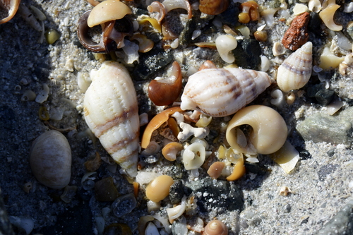 Tritia incrassata