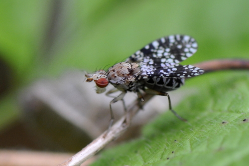 Trypetoptera punctulata