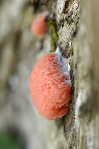 Tubifera ferruginosa