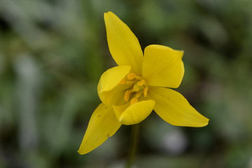 Tulipa sylvestris