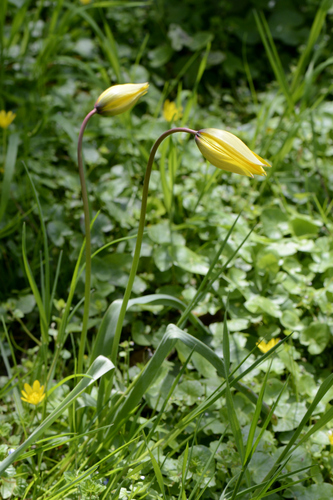Tulipa sylvestris
