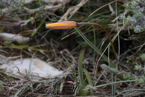 Tulipa sylvestris