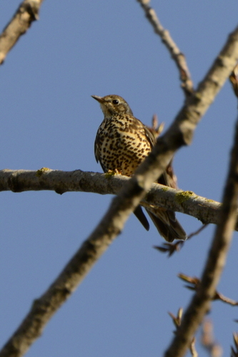 Turdus viscivorus