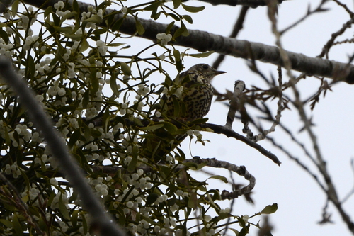 Turdus viscivorus