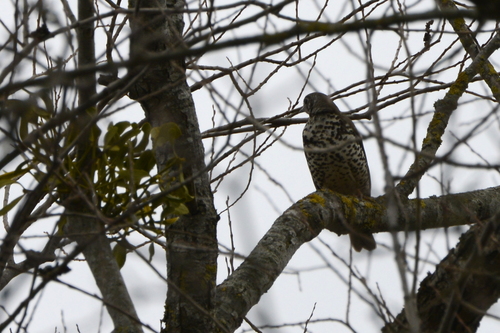Turdus viscivorus