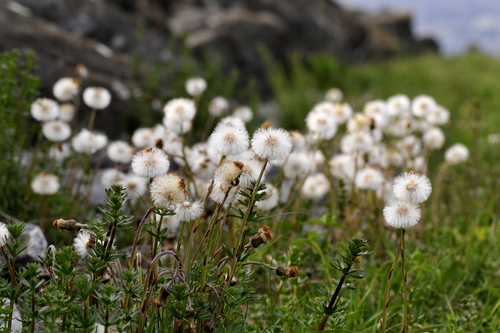 Tussilago farfara