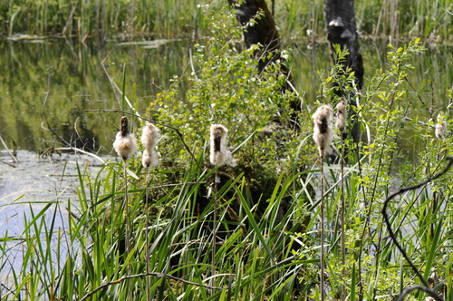 Typha
