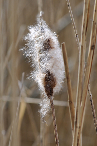 Typha