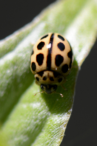 Tytthaspis sedecimpunctata