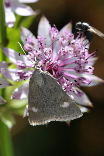 Udea alpinalis