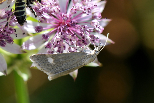 Udea alpinalis