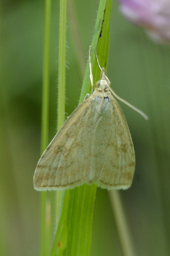 Udea lutealis