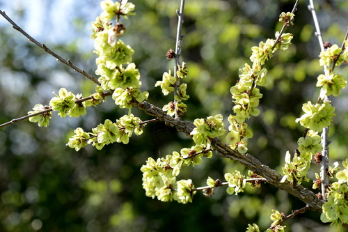 Ulmus minor