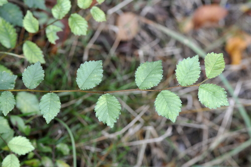 Ulmus